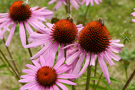 Abejas polinizando flores de la planta medicinal echinacea.