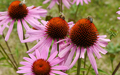 Abejas polinizando flores de la planta medicinal echinacea.