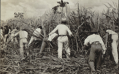 Una imagen en blanco y negro de campesinos cultivando la caña en el campo.