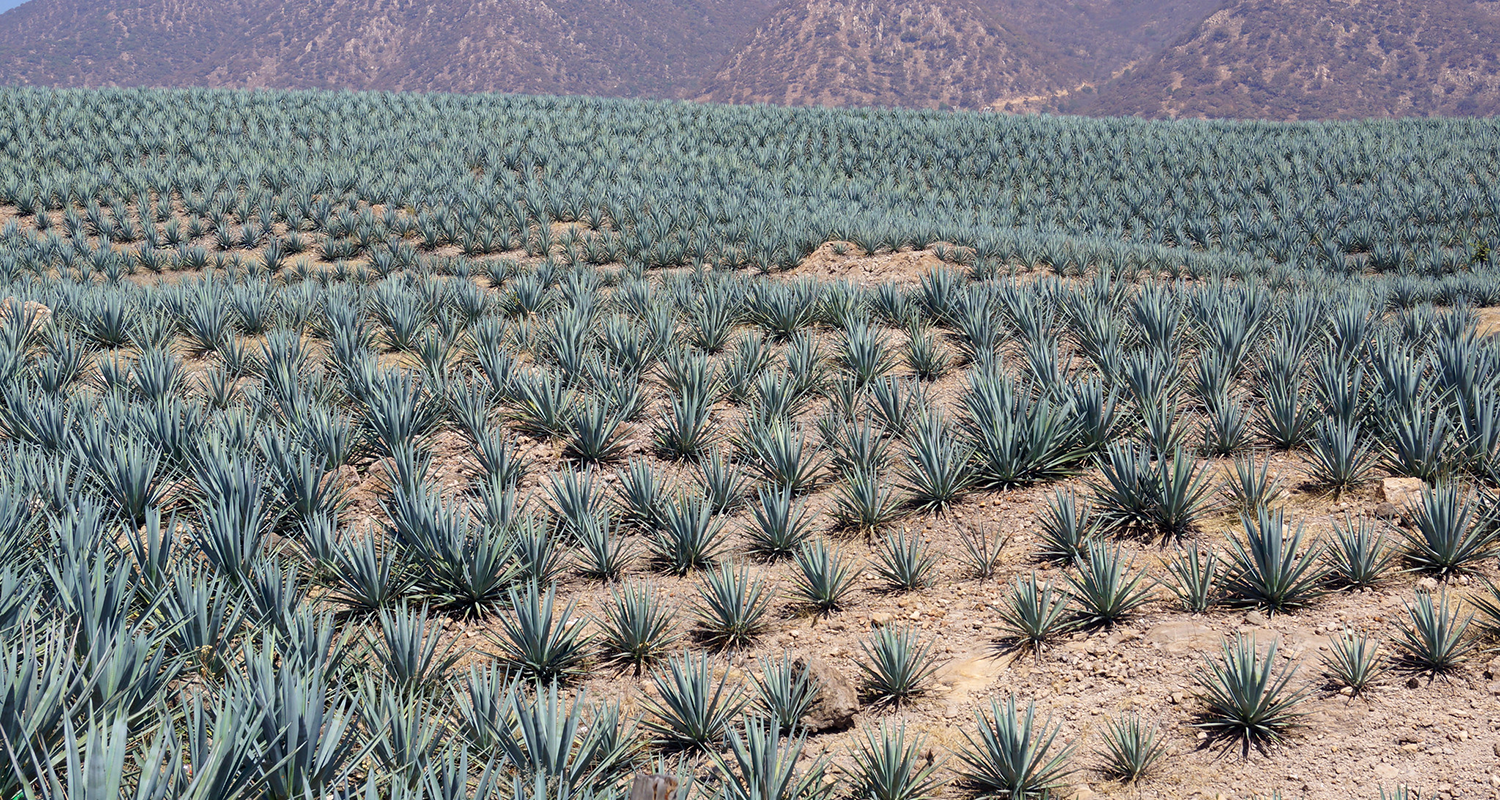 Agave azul