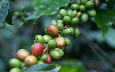 Una planta de café con semillas verdes.