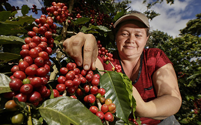 Una mujer cosechando granos de café maduro.